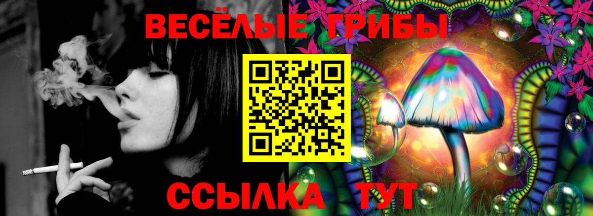 Псилоцибиновые грибы Psilocybe Гусиноозёрск